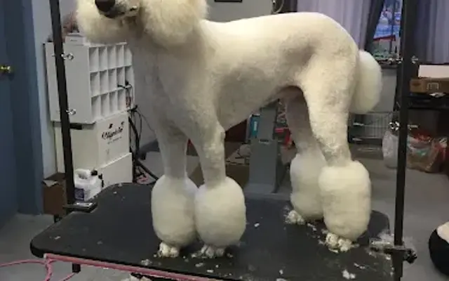 Pet Grooming by Dawn Warring in St. Augustine, FL