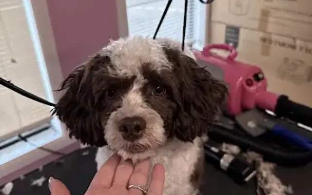Heaven's Luxury Pet Care of Tennessee in Rockvale, TN