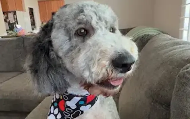 K9kutz Dog Grooming in Rockvale, TN