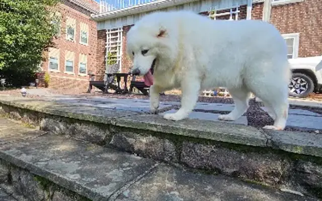 Clip N Clean mobile Dog Grooming in Pine Grove, PA