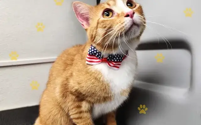 Mobile Pet Grooming Pro in Margate, FL