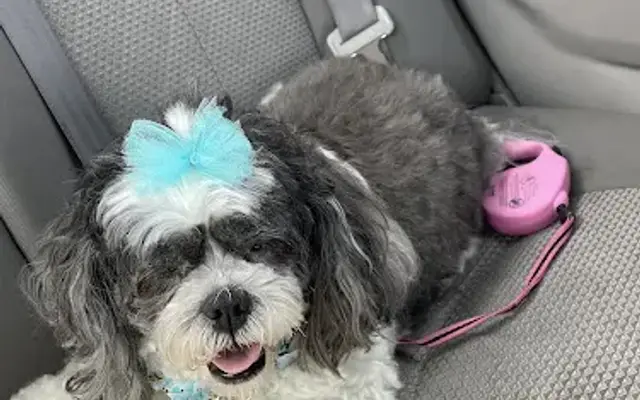 Elida Dog Grooming Services in Elida, OH