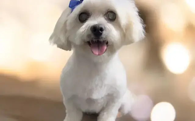 PawSpa Mobile Grooming in Cartersville, GA