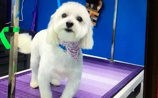 Uptown Grooming in New Castle, PA