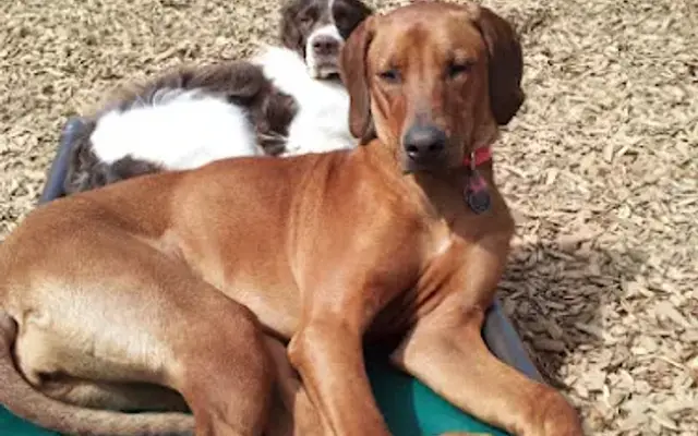 Camp Canine Doggy Day Care in Mukilteo, WA