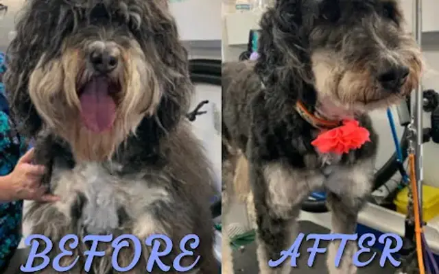 BeachTown Pets Mobile Spa in Costa Mesa, CA