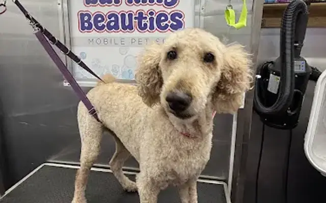 Barking Beauties Mobile Pet Spa in Porter, TX