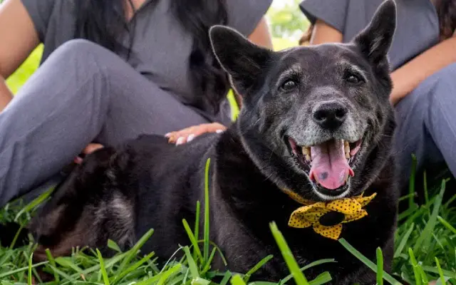 Da Cura Pets in Plantation, FL