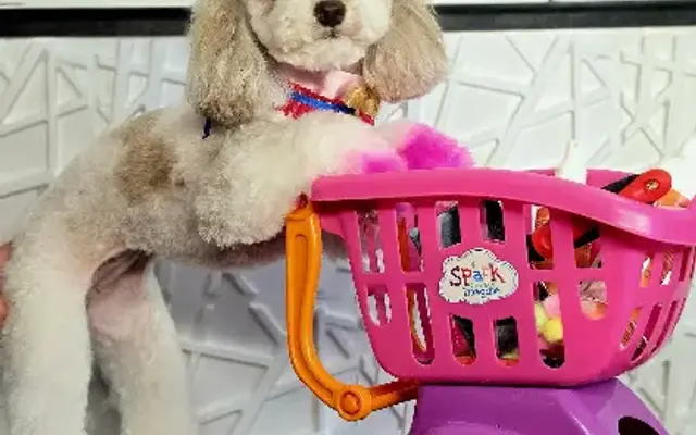 Jara Pet Spa in Ocala, FL