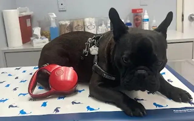 Dworkis Dog & Cat Hospital in Southfield, MI