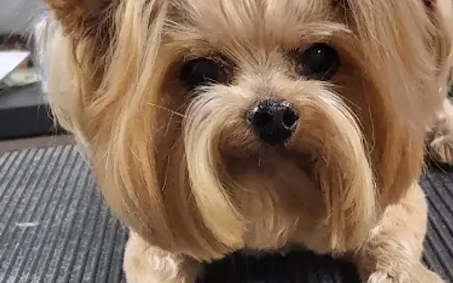 Canine Cleaners in Carle Place, NY