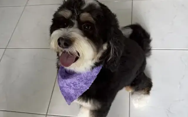 DOG Pet Mobile Grooming in Southwest Ranches, FL