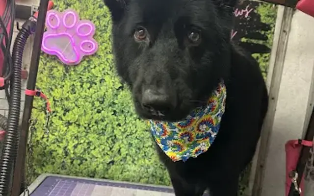 Park Your Paws Mobile Dog Grooming in Canonsburg, PA