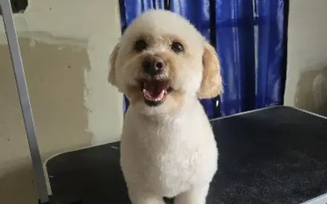 Sandy Paws Grooming in Galveston, TX