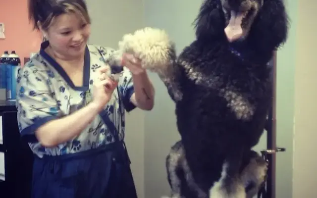 On all 4’s Dog Grooming in Lakeland, MN