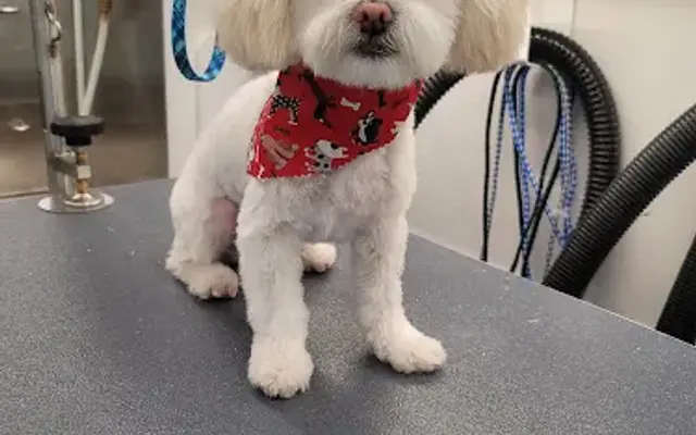 Bows and Bones Mobile Pet Salon in Menifee, CA