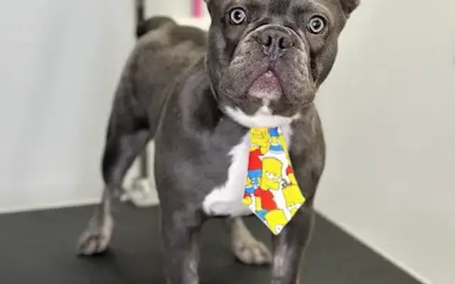 Deborah’s Pawfection in Philadelphia, PA