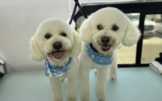 Ginger Paws LLC in Fresno, CA