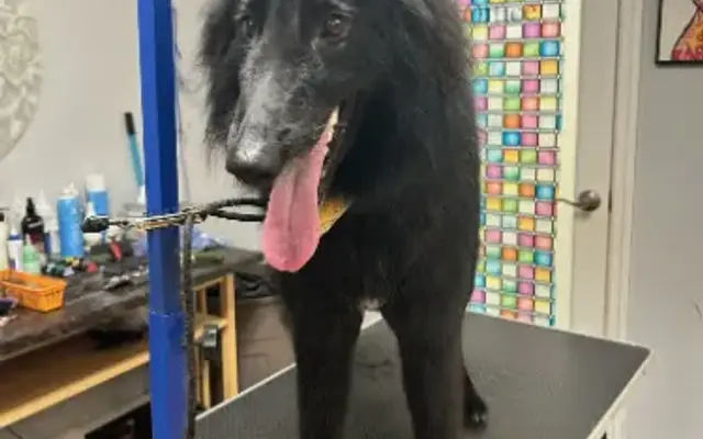 AG Pet Grooming in Armonk, NY