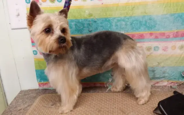 Fanci Pets Grooming in Livingston, TX