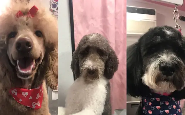 Shay's Mobile Pet Parlor in Layton, UT