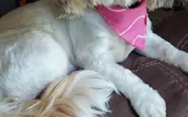Wagging Tails Pet Grooming in Vevay, IN