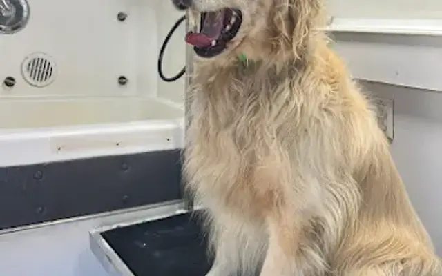 martinezgroomingdogsncats in Newhall, CA