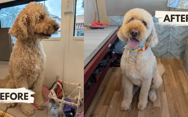 Pawsh Paws Mobile Grooming in Phoenix, AZ
