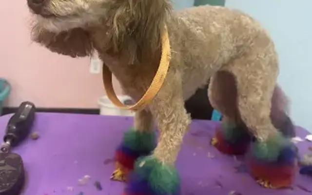 U Dirty Dog Pet Grooming in Lutz, FL