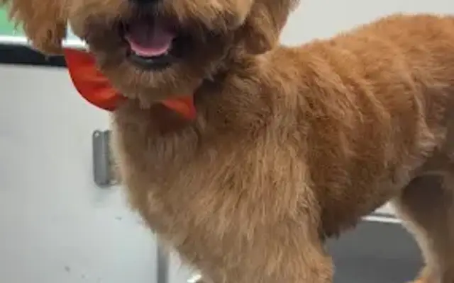 Texas Best Mobile Pet Grooming in Weatherford, TX