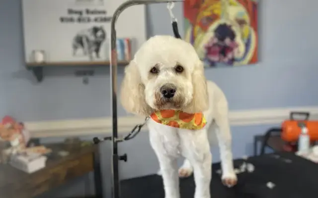 Country K9 Dog Salon in Raeford, NC