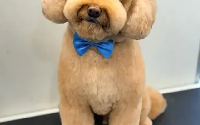 Care Mobile Grooming in San Mateo, CA