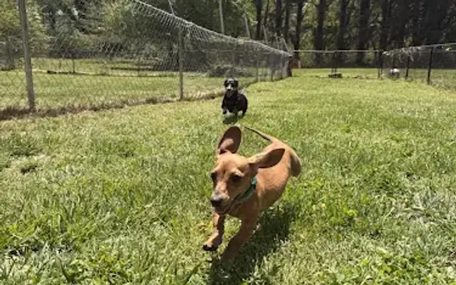 Shady Oaks Boarding Kennel in Tiger, GA