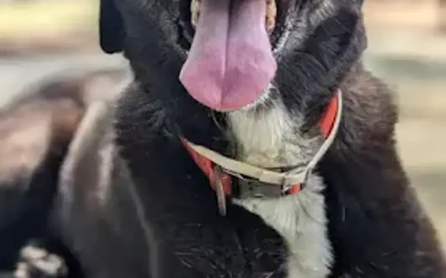 Barks & Wildlife Retreat in Spring, TX