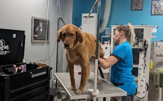 FAVS Tails & Nails Dog Grooming in Elkhorn, NE