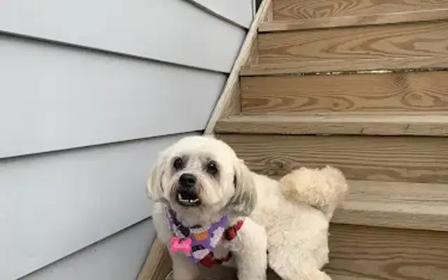 Poochie Doo Pet Grooming in South Amboy, NJ