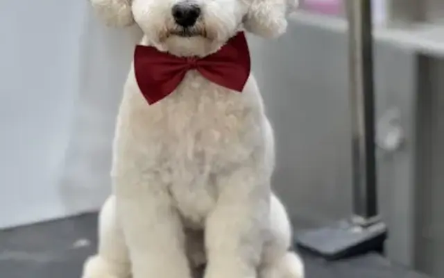 Lilly's Pet Service LLC in Brooklyn, NY