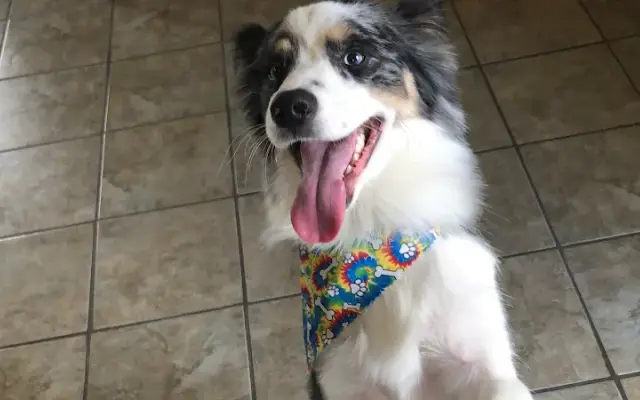Melissa’s Majestic Paws, LLC in Lindale, TX