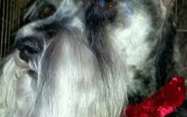 Schnauzer Snips Grooming Salon in Lindale, TX