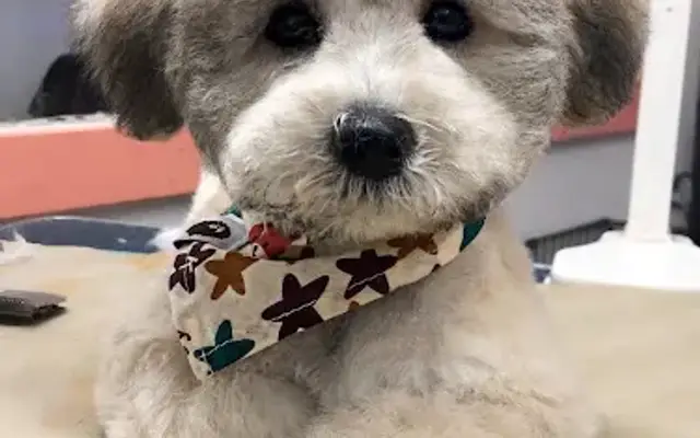 Oh My Doggie in Quinlan, TX