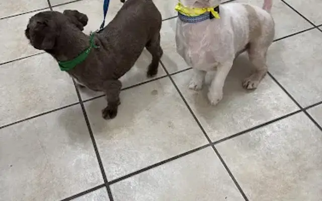 Koko's Pet Salon in Pharr, TX