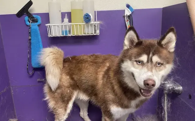 Riverview Dog Grooming in Hampton, IL