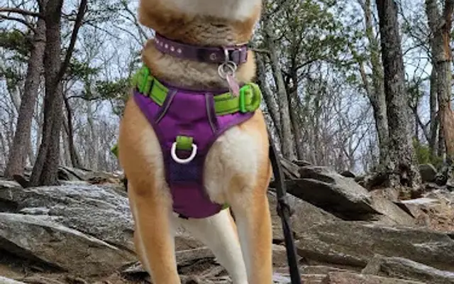 Zoomies Dog Care in North Bethesda, MD