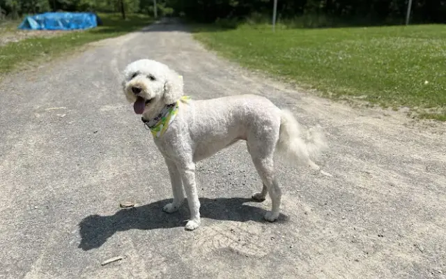 Chevelle's Mudpuppies Pet Salon in Emlenton, PA
