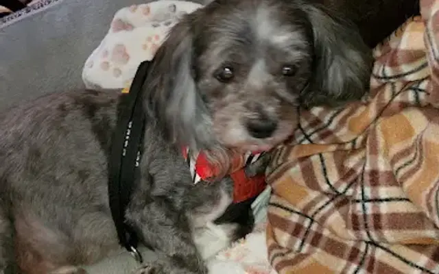 The Plush Puppy Pet Salon in Longview, TX