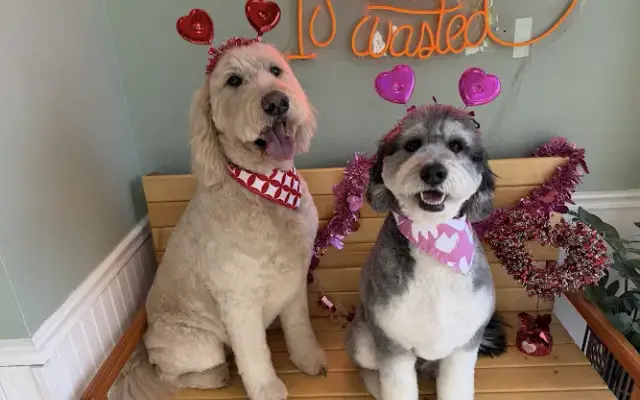 901Grooming in Arlington, TN