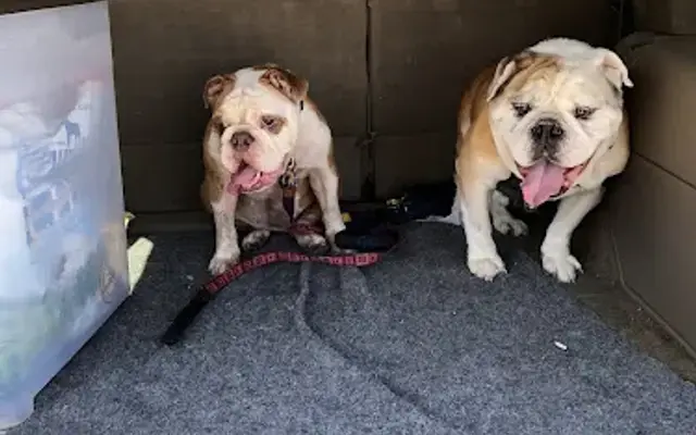 Happy Tails Boarding Kennel in St Cloud, FL