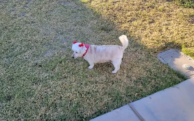 Salcido's Pet Grooming and Boarding in Imperial, CA