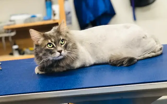 Ernesto’s Mobile Pet Grooming in Glendale, CA