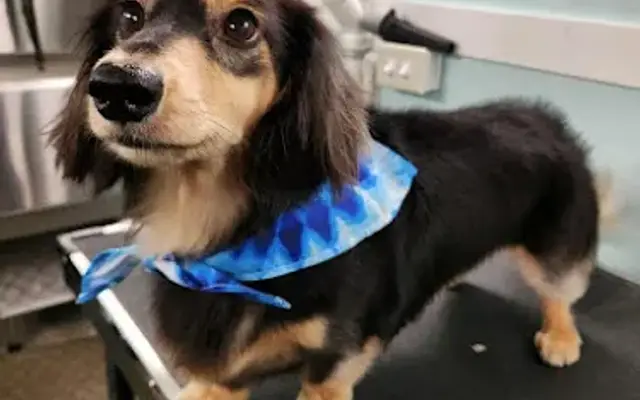 Nose to Toes Mobile Grooming in Hot Springs, AR